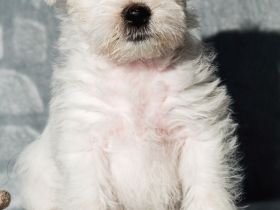 30 Amerikanischer Zwergschnauzer, farbig