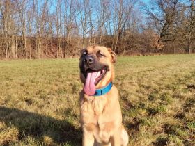 Super süßer Schäfer/Corso mix