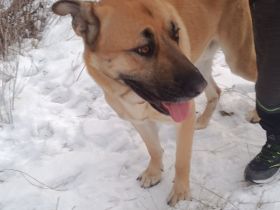 Super süßer Schäfer/Corso mix