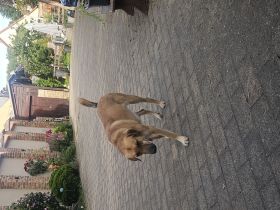 Kastrierter Rüde in liebe Hände abzugeben