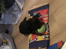 Yorkshire Terrier 9 Wochen alt super verschmust