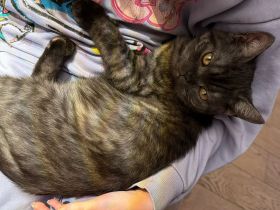 Wunderschöne Reinrassige BKH Kitten