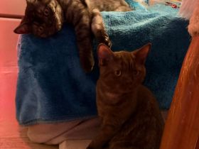 Wunderschöne Reinrassige BKH Kitten