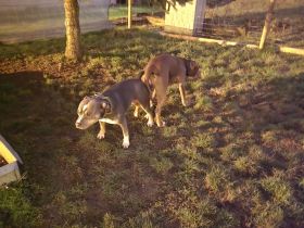 💕 Wir erwarten Welpen! 💕Pitbull