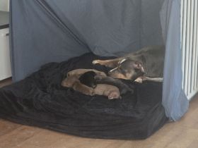 American Pitbull Terrier Welpen – liebevolle Familienaufzucht – Abgabe ab 27. April