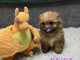 Yorkshire Terrier Welpen