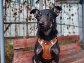 Wer verliebt sich in Karamell ?