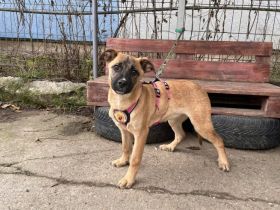 Power-Hündin Toffee