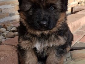 DSH-Welpe sucht liebevolles Zuhause