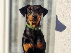 Deutsche pinscher hündin