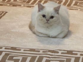 Bkh kitten reinrasse