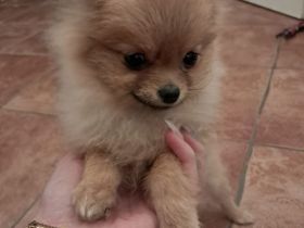 Pomchi Hündin welpe Pomeranian