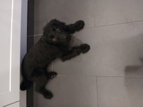 Labradoodle Welpen 13 Wochen alt weiblich