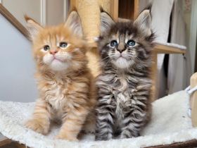 Reinrassige Maine Coon Kitten ❤️