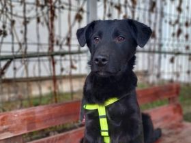 Schwarzer Goldschatz Blackie