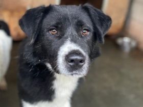 Kuro - sucht sein Zuhause zum Ankommen