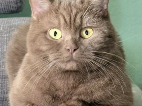 Braune Britisch-Kurzhaar Katze – 2 Jahre – sehr verschmust