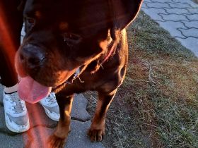 Liebevoller , junger Rottweiler