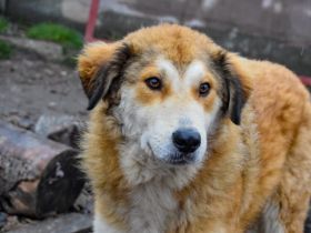 Soziale Seele Rambo sucht Zuhause