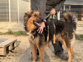 Schüchterne, liebenswerte Hündin Barbara sucht ruhiges Zuhause