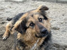 Schüchterne, liebenswerte Hündin Barbara sucht ruhiges Zuhause