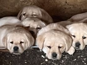 Labrador Welpen mit Ahnentafel