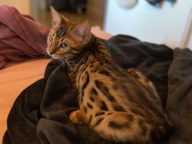 Bengalkitten