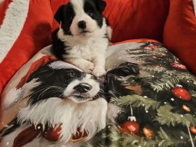 Border Collie Welpen mit VDH Ahnentafeln