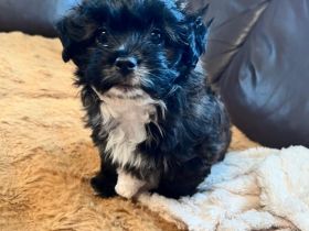 10 Wochen alter Maltipoo Mischling sucht ein Zuhause