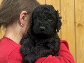 Barbet mit FCI-Stammbaum