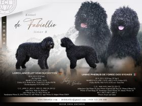 Barbet mit FCI-Stammbaum