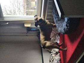 Balbo sucht ein neues zuhause