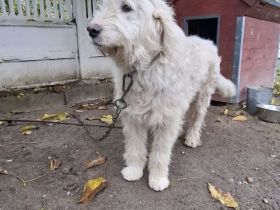 (Miortic) Rüde sucht Zuhause als Einzelprinz