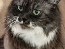 Katzendame sucht neues Zuhause