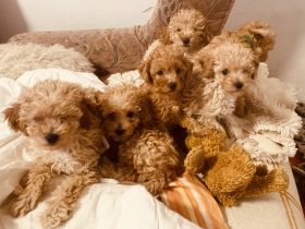 Zwergpudel Welpen in Apricot/Champagner