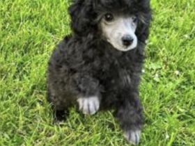 Königspudel Silber Welpen