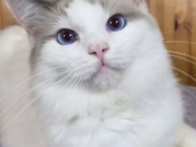 Reinrassige ragdoll 2 Jahre