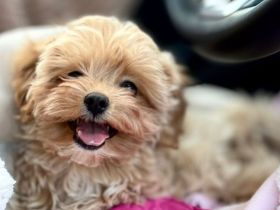 Maltipoo Welpe Hündin
