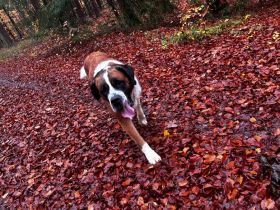 Bernhardiner Senior in gute Hände abzugeben dringend