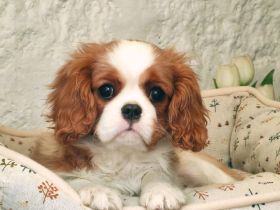 cavalier Hündin zu Verkaufen!