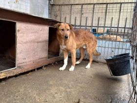 Ruhiges und geduldiges Zuhause für sportlichen Milton