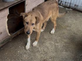 Ruhiges und geduldiges Zuhause für sportlichen Milton