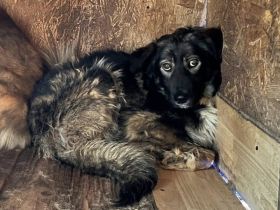 Schutzzone für schüchterne und ängstliche Anjuli gesucht