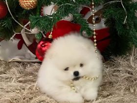 Reinrassige Pomeranian Zwergspitz Welpen