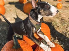 Miniatur Bullterrier Welpe - WhatsApp - 01782428018 📧 Kontakt  E-Mail: Martineschultz98@gmail.com