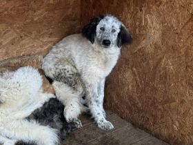 Ängstlicher Freckles sucht Schutzzone