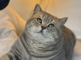 Deckkater BKH reinrassig