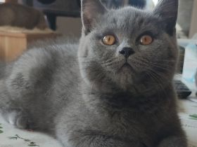 Reinrassige BKH Kitten-Blau.1 Männchen. Abgabebereit