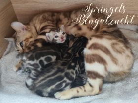 Premium Bengalkitten mit Stammbaum