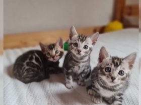Premium Bengalkitten mit Stammbaum